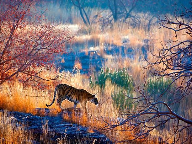 Jaipur - Ranthambore Tiger Safari